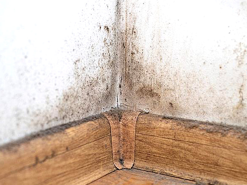 Pourquoi ma plinthe développe-t-elle de la moisissure ?